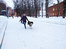 С ветерком: катаемся на собачьих упряжках безопасно