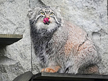 Манул Тимофей завершил зажировку к зиме