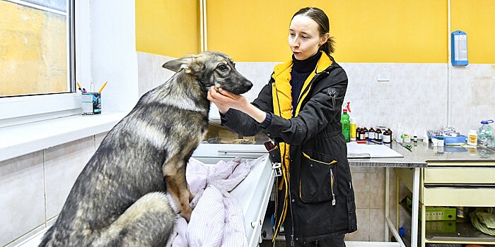 Молодой Кипр, застенчивая Зола, заботливая Карина. Как работает приют для собак и кошек