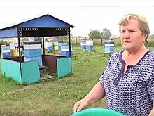 Цена на рапс убила пчел в Болотнинском районе