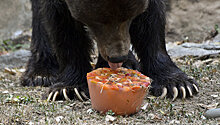 В ярославском зоопарке медведей угостили мороженым