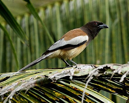 О мудрых птицах врановых можно будет узнать на выставке в Государственном Дарвиновском музее