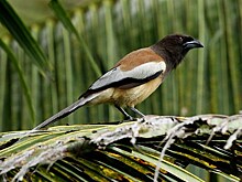 О мудрых птицах врановых можно будет узнать на выставке в Государственном Дарвиновском музее