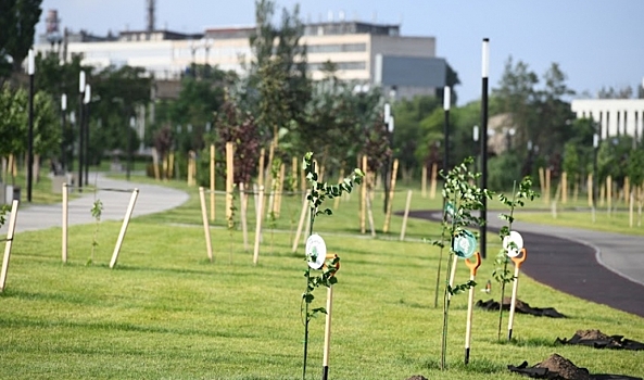 К созданию программы озеленения Волгограда привлекут ученых