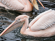 6 осенних волонтёрских программ в заповедниках России