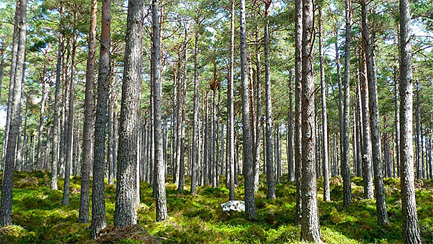 Медведев назвал Россию крупнейшей лесной державой