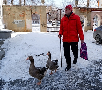 Электрик, который гуляет по ЧТЗ с гусями, рассказал, что планирует поселить в квартире еще пять гусей