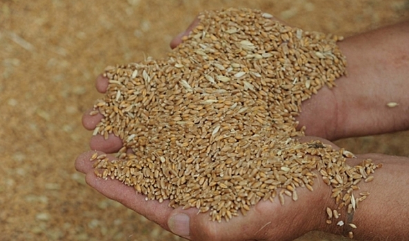 Предприятие из Волгоградской области нарушило правила декларирования зерна