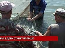 Чтобы пополнять акваторию Дона рыбными запасами, необходимо усилить работу в данном направлении