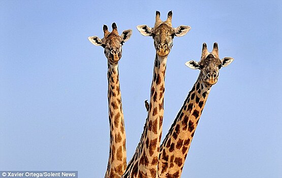 Испанский фотограф запечатлел трехголового жирафа