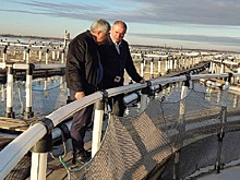 На предприятиях Дона в этом году вырастили 24,2 тыс. тонн рыбы