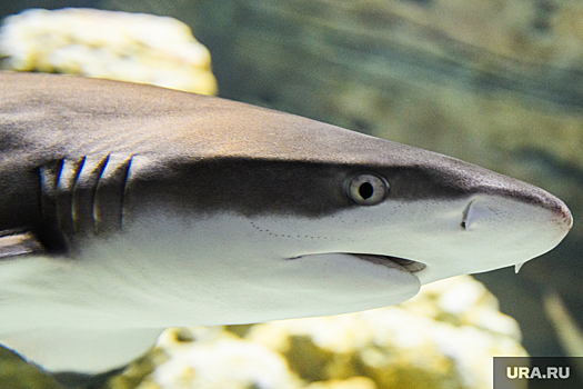 Тюменские туристы опасаются ехать в Египет из-за акул-людоедов