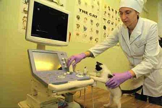 Ветеринары из ЮВАО поборются за звание лучшего в столице