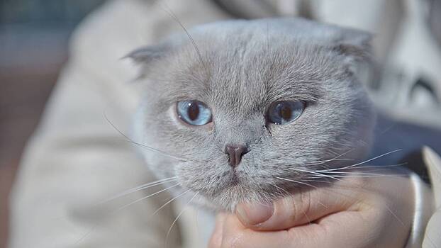 Ветеринар Богданова объяснила, как сохранить здоровье кошки