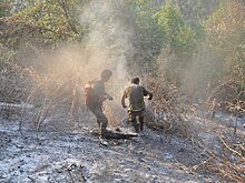 МЧС и Минэкологии стремятся уберечь лес от начавшегося в Гахе пожара