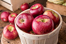 Роспотребнадзор рекомендовал не есть много яблок людям с ожирением