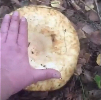 В лесу под Челябинском нашли гигантский груздь