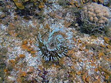 Морские черви могут научить людей выживать на других планетах