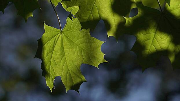 Липы, вязы и клены высадят в столице до конца года