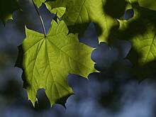 Липы, вязы и клены высадят в столице до конца года