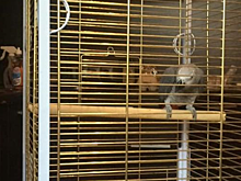 Жители Сокола помогли найти новое жилье попугаю Гришке