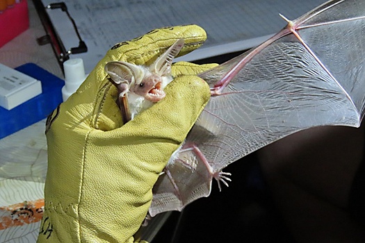 Какие опасные инфекции переносят летучие мыши