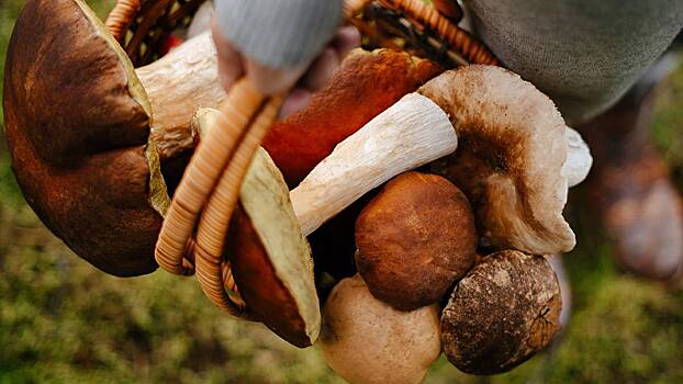 Женщина в Челябинской области нашла съедобный гриб весом в 10 килограммов