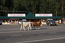 Где найти профессионалов для сельского туризма в Сибири