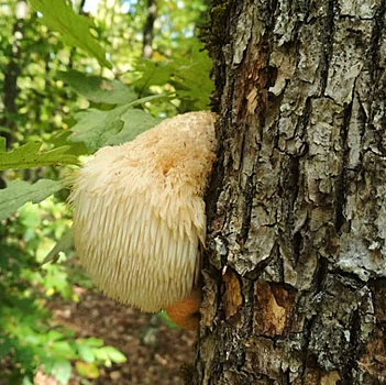 Дорогостоящий гриб со вкусом креветки вырос в Горячем Ключе
