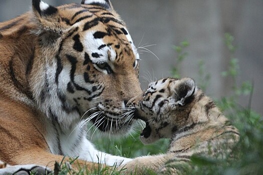 В зоопарке родились амурские тигрята