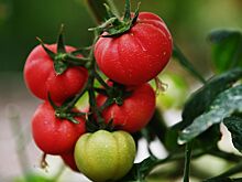 Что нужно делать утром, чтобы продлить жизнь на десять лет