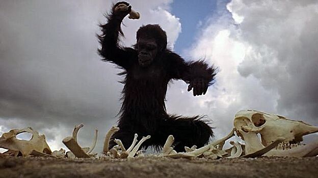 Шимпанзе убили и растерзали бывшего вожака: необычная жестокость в мире приматов