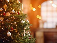 Ёлки в Малоярославце установят к 1 декабря