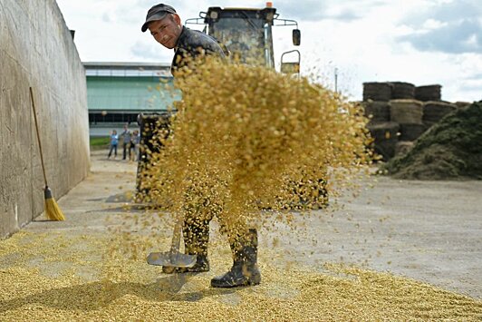 Рекордно высокие цены на зерно помогут аграриям ЮФО хорошо заработать