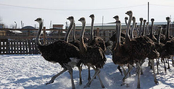 В Тюмени переживают из-за африканских страусов, которым холода мешают начать брачные танцы