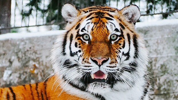 Эксперт рассказал, может ли тигр «считать ворон»