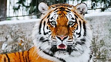 Эксперт рассказал, может ли тигр «считать ворон»