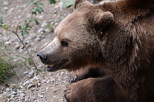 Жителя Пензенской области задрал вырвавшийся из клетки медведь