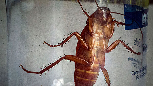 Ученые объяснили живучесть тараканов