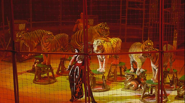 Хищники "Королевского цирка" выступят в Самаре