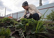 В «Садоводах России» посоветовали навести фитосанитарный порядок на даче в майские праздники