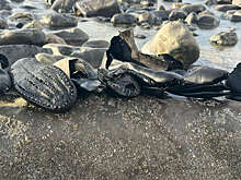 На пляже в Уэльсе нашли более 400 черных кожаных ботинок викторианской эпохи