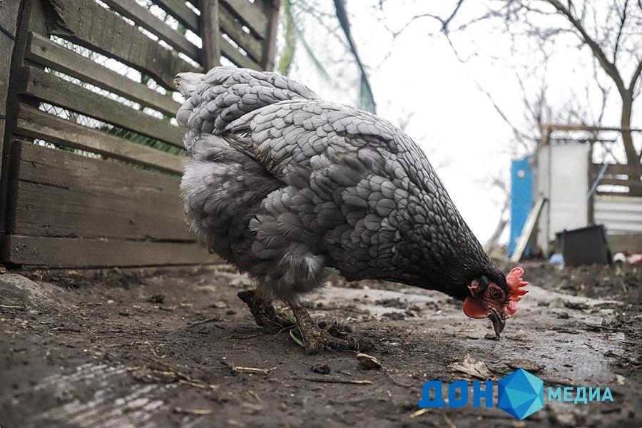 В Ростовской области корм для птиц «доставили» из Азовского района в Сальск за 20 минут