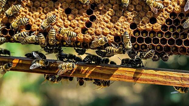 В Миллеровском районе около полутора сотен пчеловодов