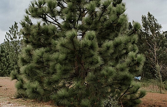 Почему сосна запасает металлы в разных частях годовых колец