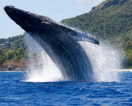 Международная комиссия утвердила семилетнюю квоту на добычу китов аборигенами