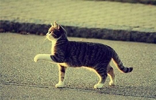 В Москве у больницы поставили новый дорожный знак для животных