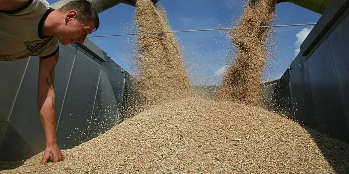 Экспорт пшеницы из России рухнул