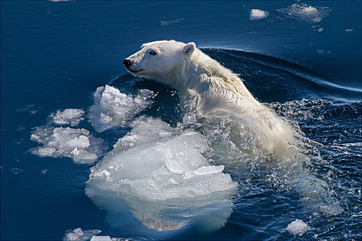 Сокращение площади льдов назвали главной угрозой для белого медведя