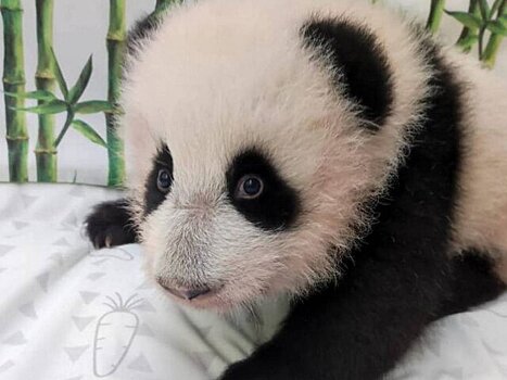 Мо Мо или Катюша? Какое имя может получить малышка-панда из Московского зоопарка